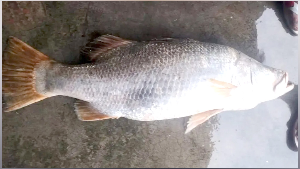 মনপুরায় জেলের জালে ২৫ কেজির কোরাল, বিক্রি ৩৫ হাজার টাকায়