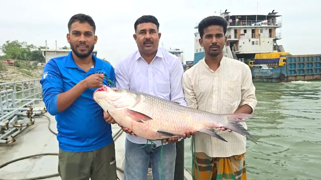 পদ্মার কাতল ৪২ হাজার টাকায় বিক্রি