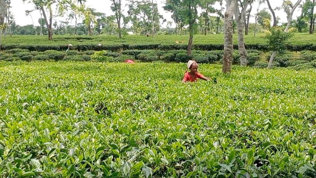 উৎপাদন খরচের চাপে মৌলভীবাজারের চা শিল্প