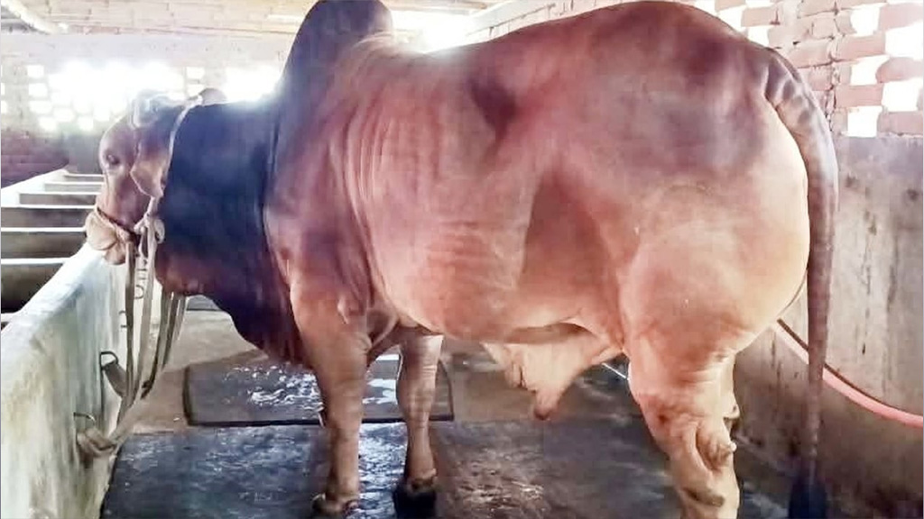 ৩০ মণ ওজনের ষাঁড় ‘লালু’ দেখতে ভিড়, দাম হাঁকা হয়েছে ১০ লাখ