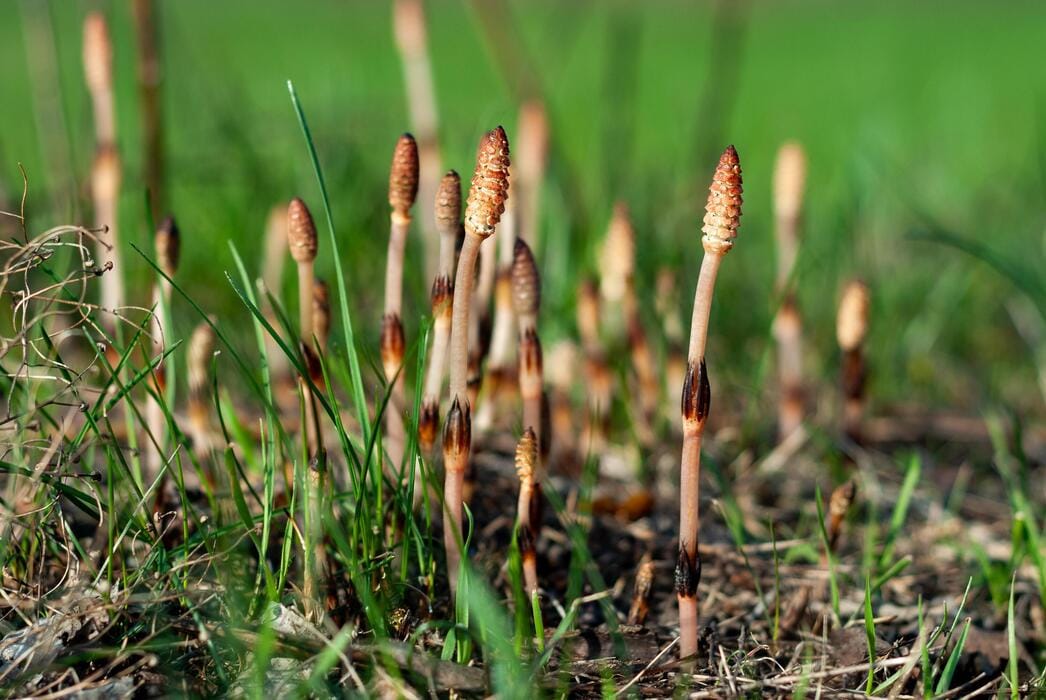 ৪০ কোটি বছরের পুরোনো উদ্ভিদ নিয়ে নতুন রহস্য