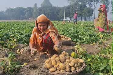 ১৫ বছরে ৯ বারই আলুতে লোকসান দিলেন ঠাকুরগাঁওয়ের কৃষক